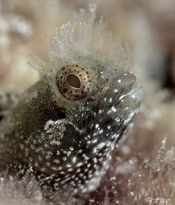 Medusa Blenny 
Bonaire by John Roach 